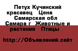 Петух Кучинский красавец › Цена ­ 500 - Самарская обл., Самара г. Животные и растения » Птицы   